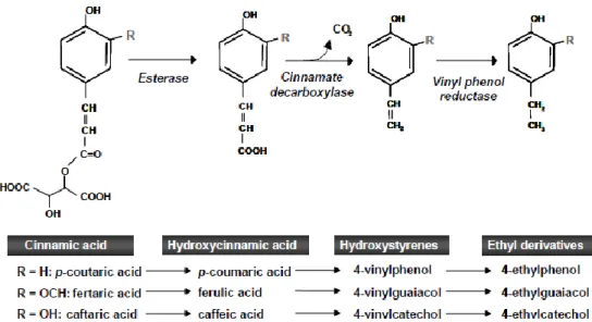 Figure 3: Formation pathway of volatile phenols via the decarboxylation of hydroxycinnamic acids                              (reproduced from  Oelofse et al., 2008) 