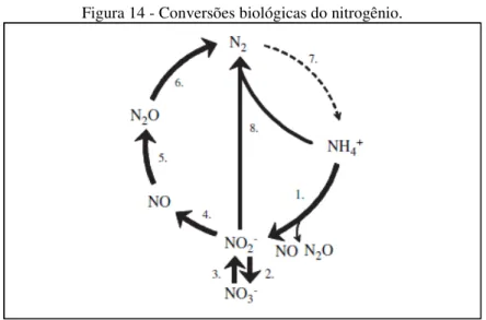 Figura 14 - Conversões biológicas do nitrogênio. 