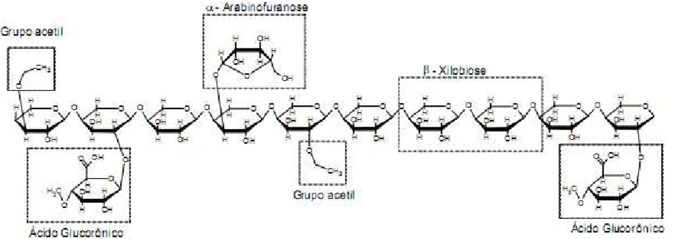 Figura 1 Estrutura química parcial da hemicelulose. 