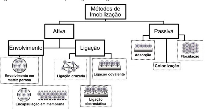 Figura 7 Métodos de imobilização de agentes biológicos. 
