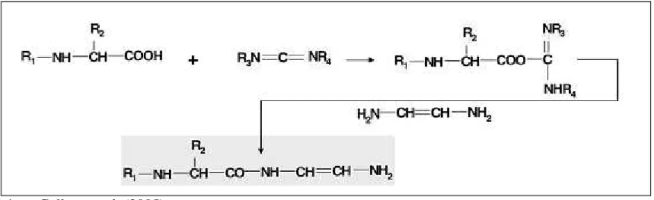 Figura 3.3  Mecanismo de aminação dos grupos carboxílicos ativados com EDAC na presença de EDA