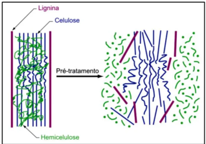 Figura 1 – Alterações estruturais do complexo celulose-hemicelulose-lignina provocadas pela  etapa de pré-tratamento da biomassa vegetal 