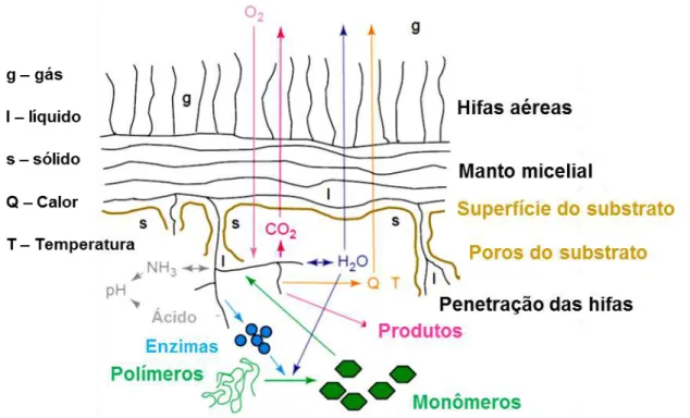 Figura 3 –  Processos que ocorrem em microescala durante a fermentação em  estado sólido  (FES) 