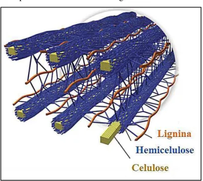 Figura 4  –  Estrutura da parede celular de resíduos lignocelulósicos 