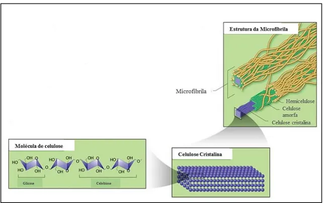 Figura 5  –  Interação entre as moléculas de glicose nas microfibrilas de celulose cristalina 