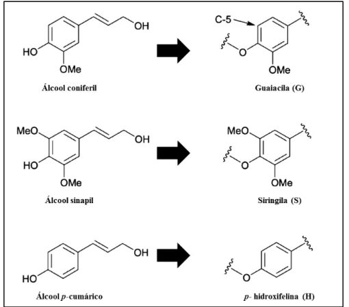 Figura 7  –  Três álcoois percursores e seus respectivos monolignóis sintetizadores da lignina 