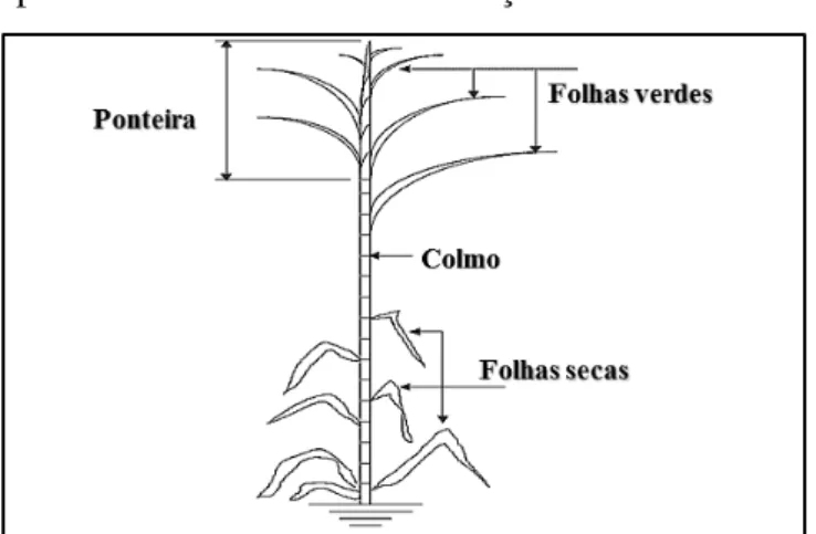 Figura 8  –  Estrutura típica da biomassa da cana-de-açúcar 