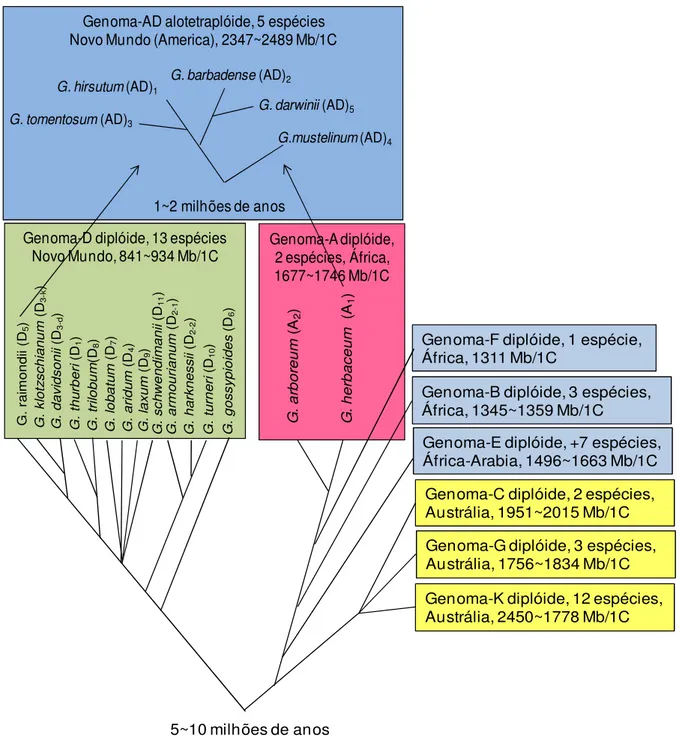 Figura 2. Cladograma e evolução de espécies do gênero Gossypium. Traduzido e  adaptado a partir da fonte Zang et al