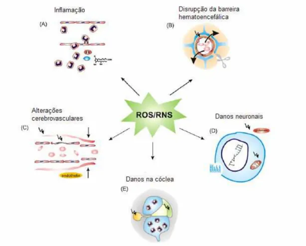 Figura 1: Função de ROS/RNS no desenvolvimento de alterações  patofisiológicas na meningite bacteriana