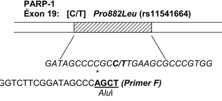 Figura 3: Esquema de PIRA-PCR para PARP-1 Pro882Leu  (rs11541664).  O 