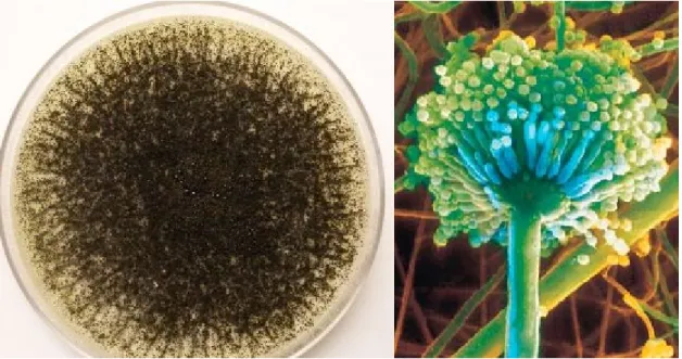 Figura 1: Macro e Micromorfologia do fungo Aspergillus niger. Fonte: Joint Genome  Institute (DOE, 2011)