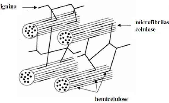 Figura 6: Representação da fibra de materiais lignocelulósicos e seus componentes: 