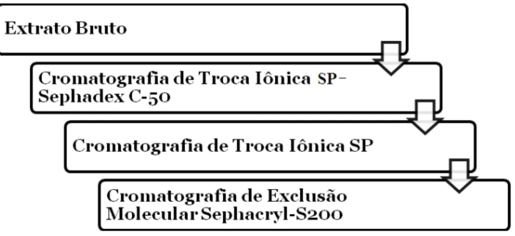 Figura 17: Sequências de etapas cromatográficas utilizadas na purificação de ß- ß-Galactosidase de Aspergillus niger