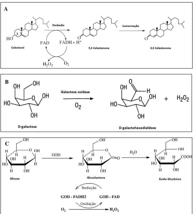 Figura 1.17 –   (A) Reação de oxidação do colesterol pela enzima colesterol oxidase. (B) Reação de  oxidação da D-galactose pela ação da enzima galactose oxidase
