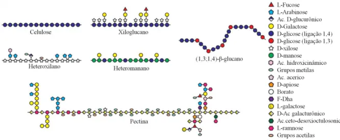 Figura 1 –  Heterogeneidade nas estruturas dos polissacarídeos de parede vegetal. 