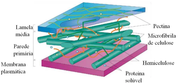 Figura 2 –  Estrutura da parede celular vegetal primária. 