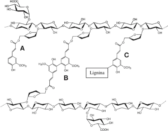 Figura  3  –   Feruloilação  do  glucoarabinoxilano,  principal  carboidrato  de  hemiceluloses  da  parede vegetal primária de alguns grupos de plantas