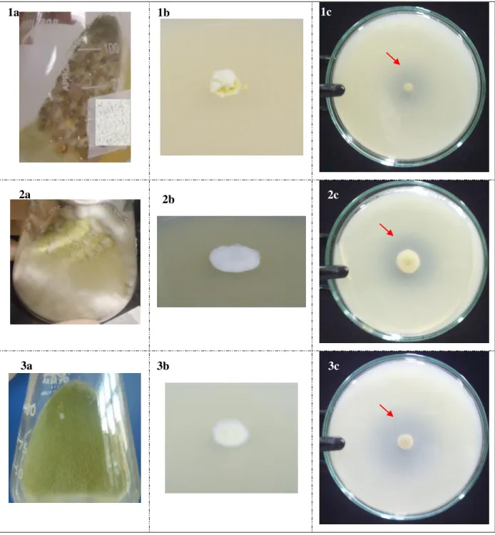 Figura 6 –  Colônias de alguns isolados submetidos ao teste com EFA. 