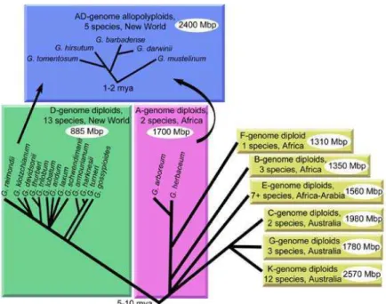 Figura 1: Relação taxonômica do gênero Gossypium   Fonte: http:www.eeob.instate.edu/faculty/wendel/home.htm 