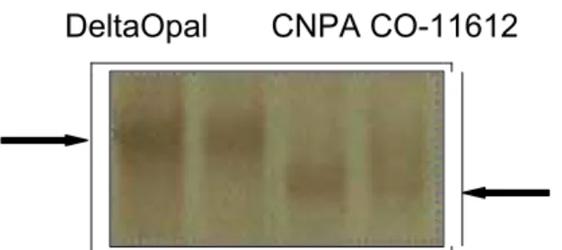 Figura 4: Polimorfismo molecular entre DeltaOpal e CNPA CO-11612  identificado com o marcador CIR 364