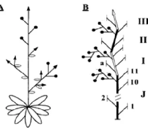 Figura 5. Modelo do crescimen  arquitetura de A. thaliana (A) e tomate (B).