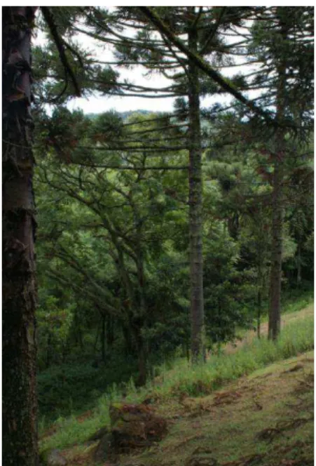 Figura 2 - Fotos da Flona São Francisco de Paula. No  sentido horário: Foto da paisagem; Encosta com  presença de angiospermas e Araucaria angustifólia