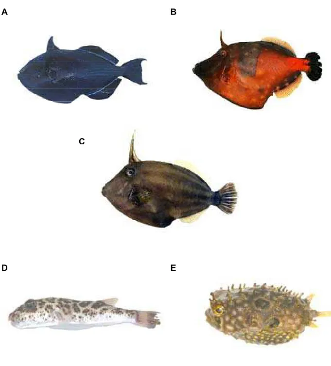 Figura 2. Exemplares das espécies em estudo. a. Melichthys niger (Balistidae), b.