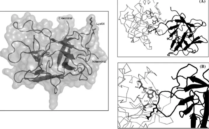 Figura 1 - Representação da estrutura tridimensional do inibidor de tripsina de Inga laurina