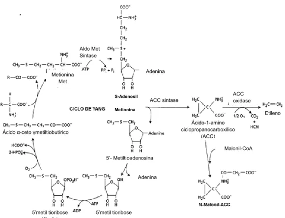 Figura  1  -  Rota  de  biossíntese  do  etileno  e  o  ciclo  de  regeneração  da  metionina