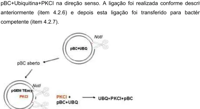 Figura 4: Representação da construção do cassete de super-expressão. Representação esquemática  da digestão do pBC+UBQ (abrir) com a enzima de restrição NotI, e a liberação do PKCI do pGEM  com a enzima de restrição NotI