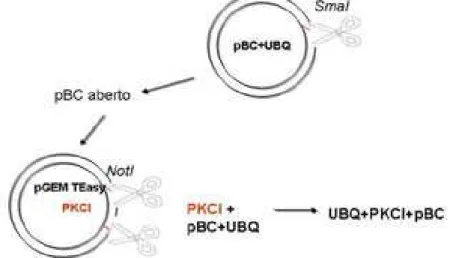 Figura 5: Representação da construção do cassete de super-expressão. Esquema da digestão do  pBC+UBQ (abrir) com a enzima de restrição KpnI, e a liberação do PKCI do pGEM com a enzima de  restrição NotI