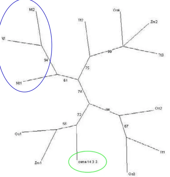 Figura 6: Análise Filogenética da proteína 14-3-3 em plantas. A árvore filogenética foi construída  utilizando o método Neighbor-joining do programa PAUP e o software CLUSTAL W foi usado para  fazer esta árvore