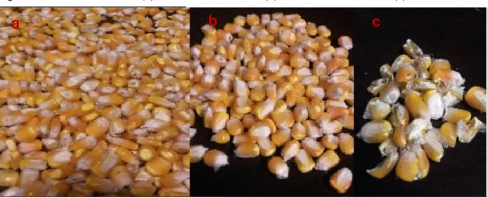 Figura 2: Sementes coletadas (a), amostra de sementes (b) e sementes danificadas (c). 