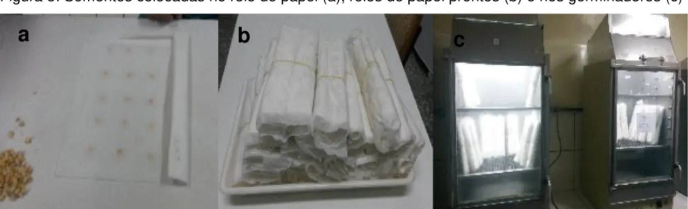 Figura 5: Sementes colocadas no rolo de papel (a), rolos de papel prontos (b) e nos germinadores (c) 