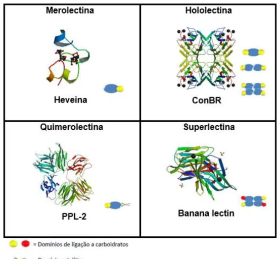 Figura  1  :  Classificação  estrutural  de  lectinas  de  plantas  em  Merolectinas,  Hololectinas,  Quimerolectinas e Superlectinas