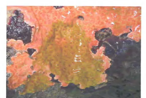 Figura 3 — Aspecto externo da colônia Didemnum ligulum  com presença de células  simbiontes