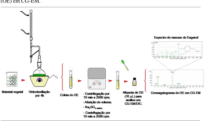 Figura 1  – Ilustração resumida do processo de hidrodestilação e análise de óleo essencial  (OE) em CG-EM