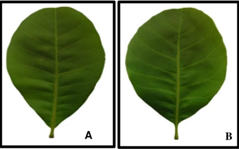 Figura 4: (A e B) Elípticas e Largo-elípticas são folhas mais largas na porção mediana do limbo