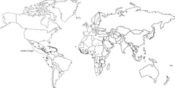 Figura 1  –  Centro de Origem e distribuição de Jatropha curcas 