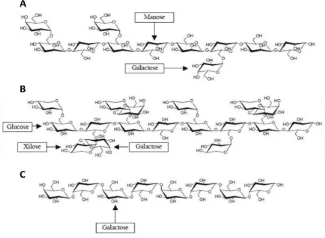 Figura 6 - Estrutura dos principais polissacarídeos de reserva de parede celular. A- (galacto)manano