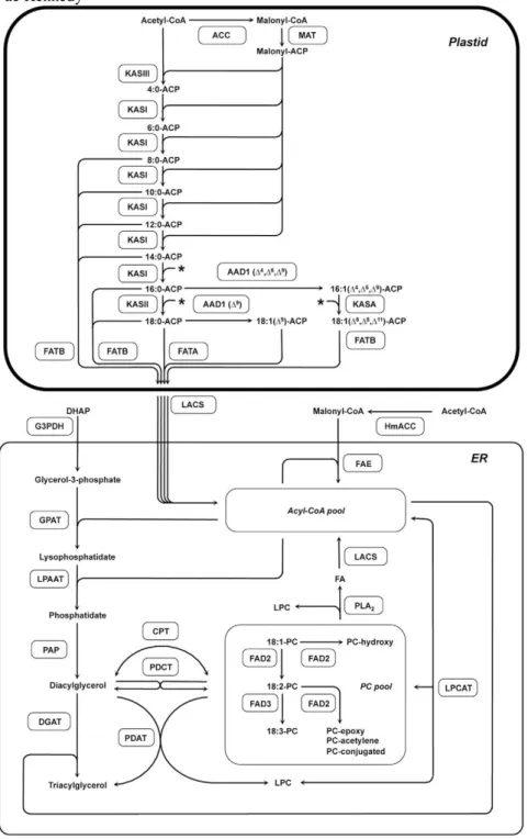 Figura 7 - Representação esquemática da rota de biossíntese de ácidos graxos  e  montagem  de  triacilgliceróis  em  plantas