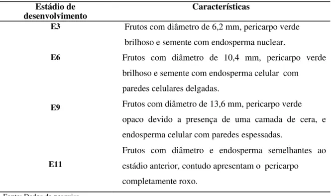 Tabela 1 - Características morfológicas de frutos e sementes de açaí (Euterpe oleracea Mart.) de acordo com o  estádio de desenvolvimento 