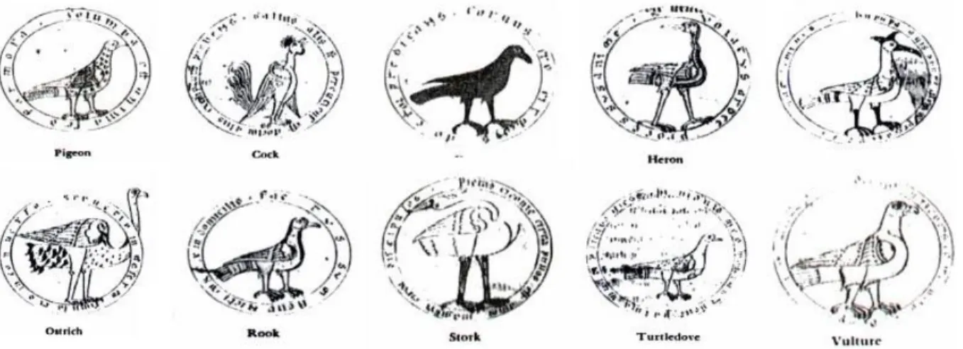Figure 5. Birds which were cited in medieval Portuguese literature.