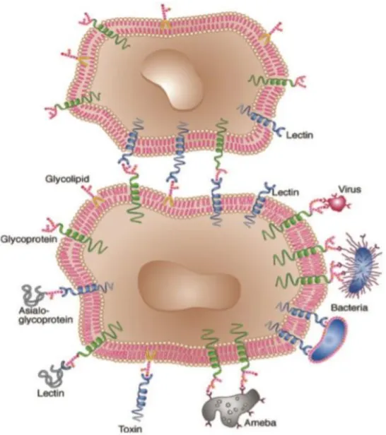 Figura 2  –  Exemplificação do processo de interação entre lectinas e carboidratos da superfície  celular 