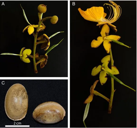 Figura 3  –  Ramo de Swartzia grandiflora com botão floral em desenvolvimento (A); ramo de  Swartzia grandiflora com flor desenvolvida (B) e semente de Swartzia grandiflora 