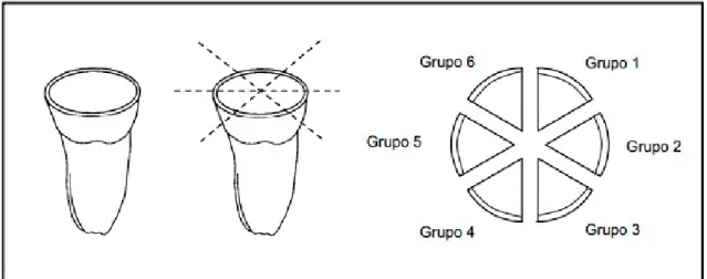 Figura   01   –   Desenho   esquemático   representando   a   sequência   de   cortes necessários nos dentes terceiros molares para a obtenção dos espécimes.