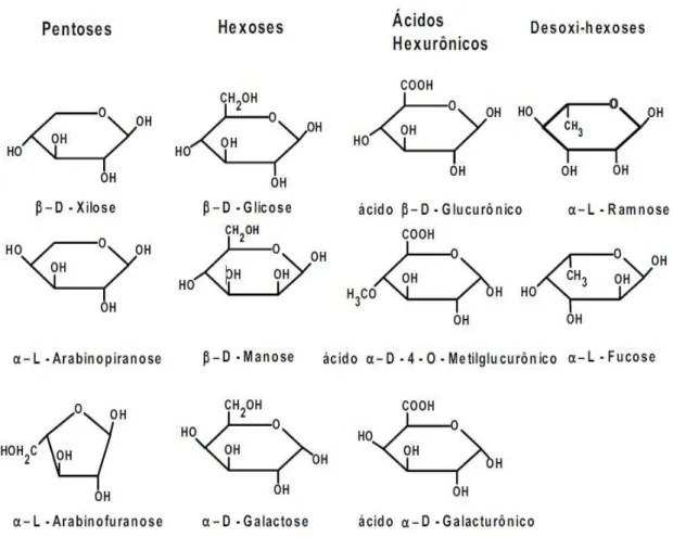 Figura  2.8  -  Estruturas  dos  monossacarídeos  que  formam  as  hemiceluloses  (FENGEL; 