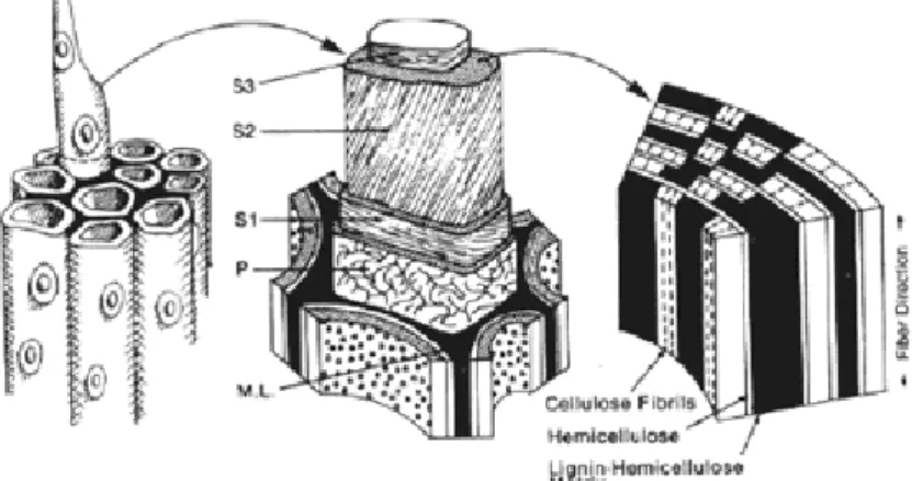 Figura 2.1: Ilustração esquemática morfológica da célula, parede secundária e a relação da  lignina, hemicelulose, e celulose na parede secundária da célula