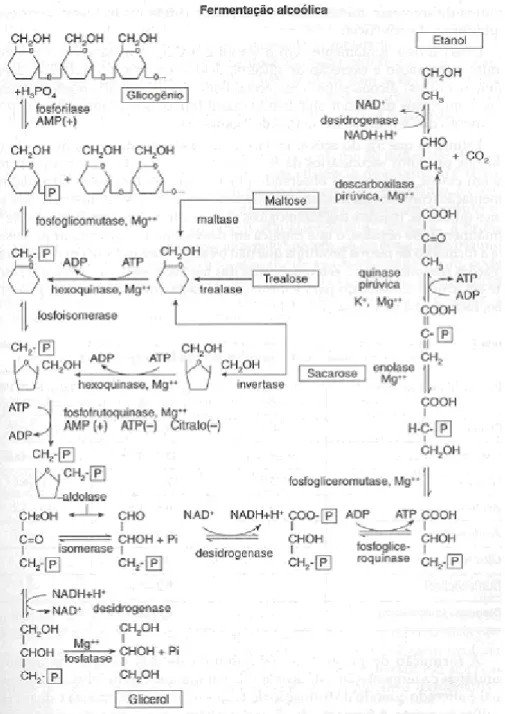 Figura 2.14: Seqüência de reações enzimáticas da fermentação alcoólica de carboidratos  endógenos (glicogênio e trealose) ou exógenos (sacarose e maltose) conduzida por  Saccharomyces