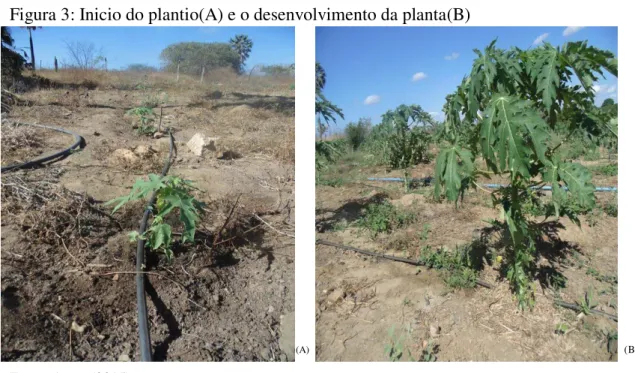 Figura 3: Inicio do plantio(A) e o desenvolvimento da planta(B) 